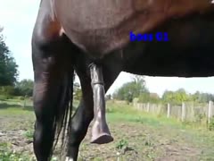 Amateur photographer captures a horse getting a hardon